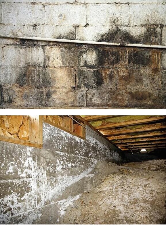 Got Mold? Here’s Everything You Need to Know | Spectrum Building ...